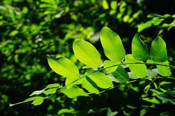 Leaves